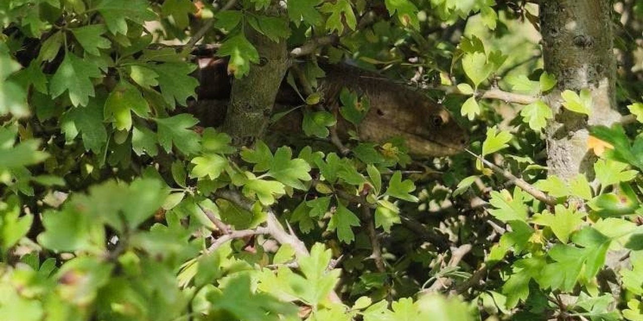 Yılana benziyor ama değil! 1 buçuk metrelik "kör yılan" görüntülendi