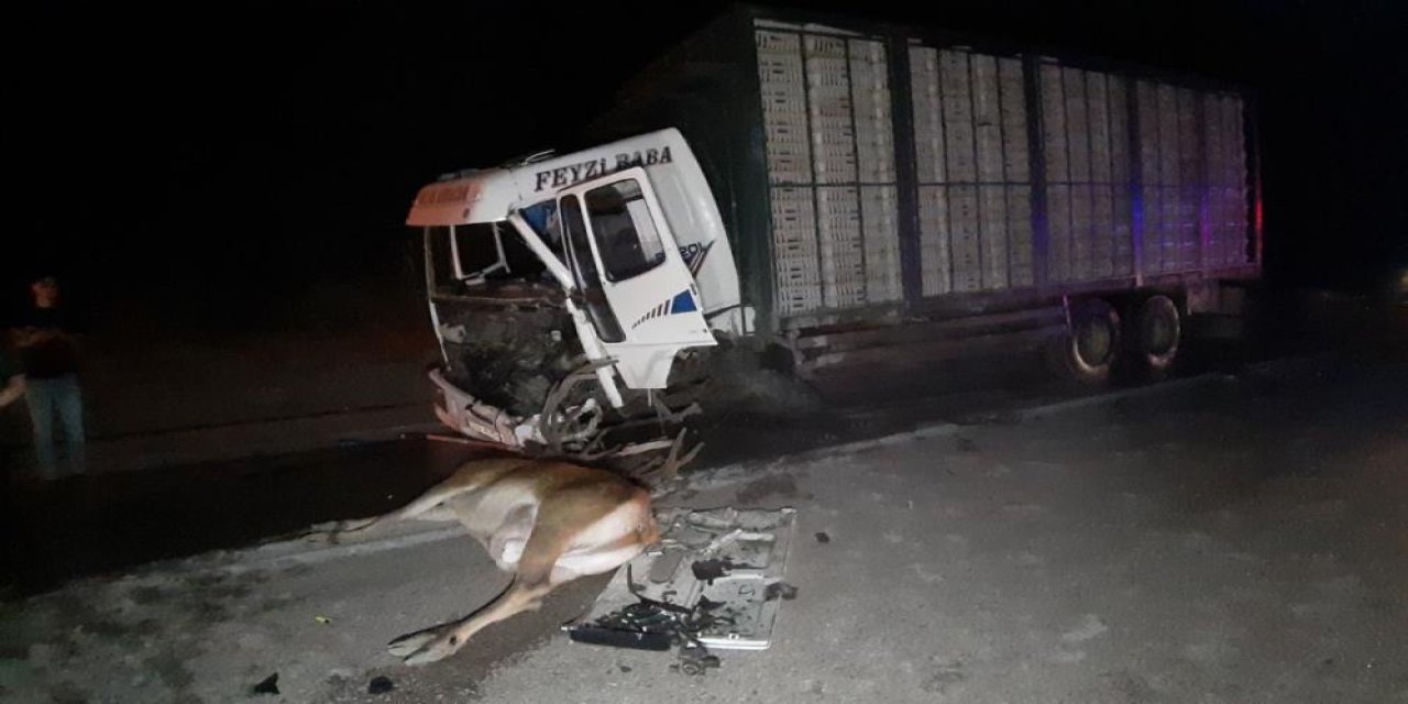 Geyik kazası ölümle bitti: 1 ölü, 1 yaralı