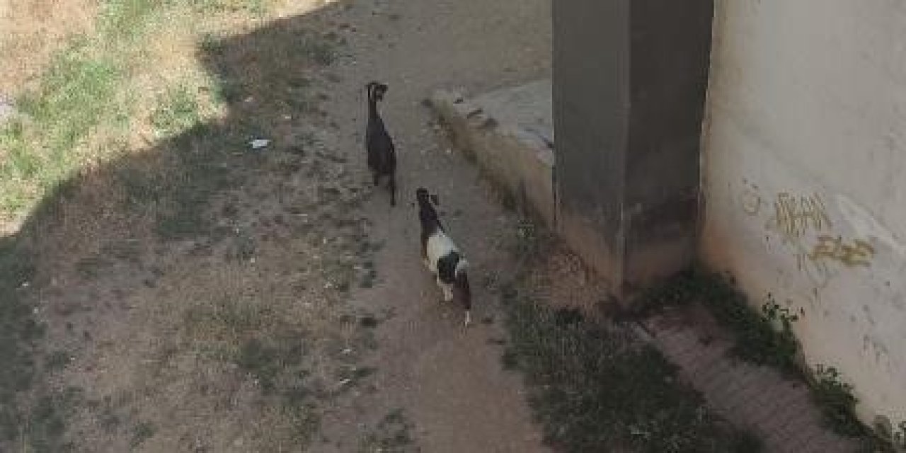 Keçi inadı asansörle kırıldı