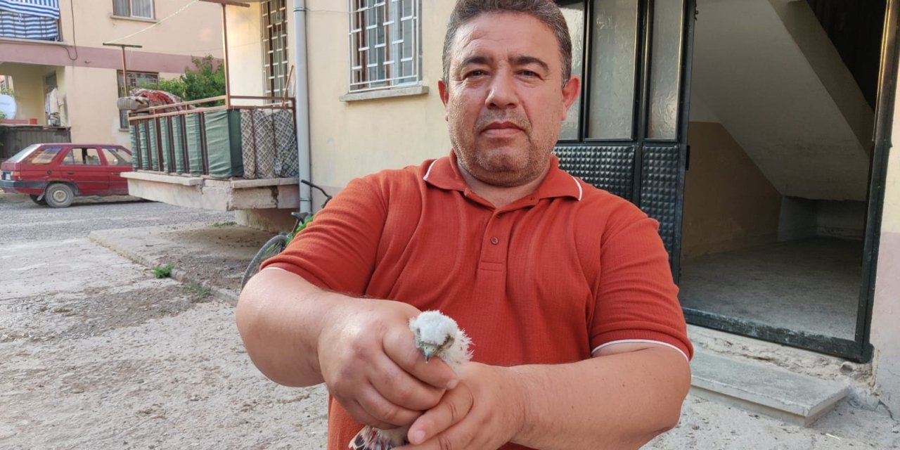 Konya’nın gökyüzüne yeni umudu! Yavru doğan koruma altında