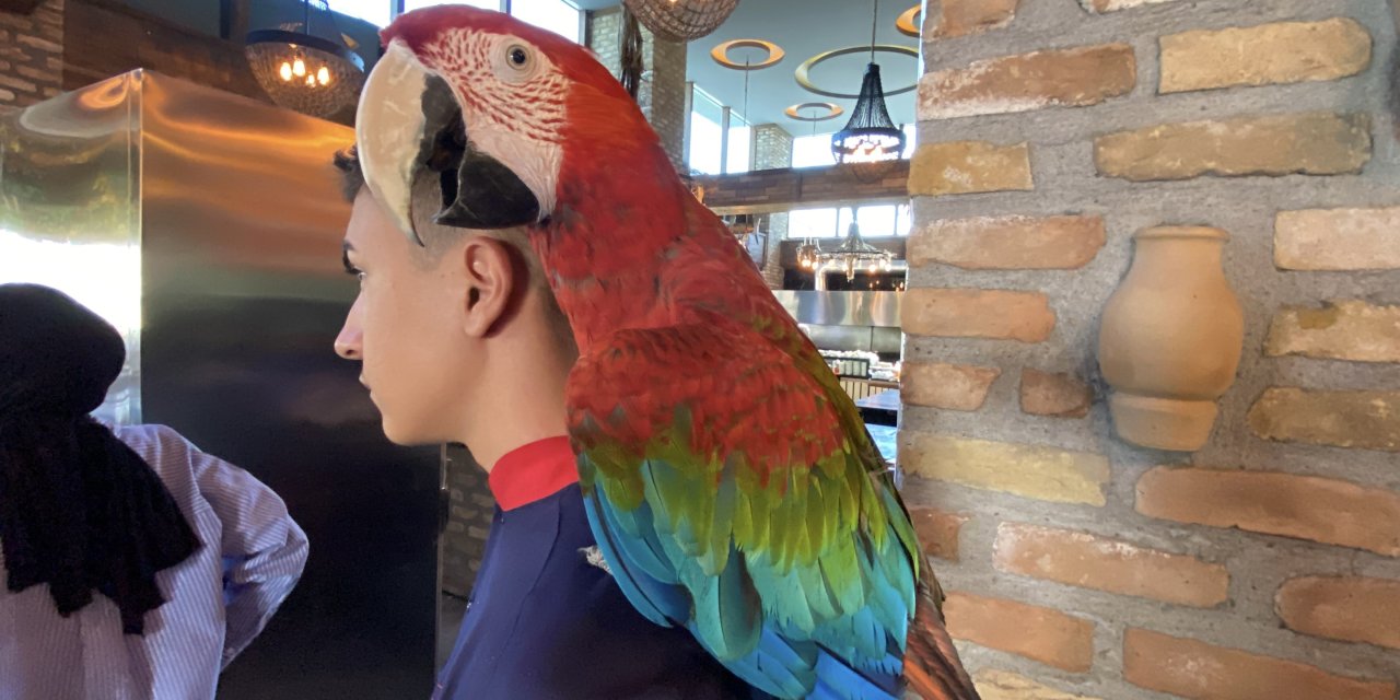 Lüks restorana operasyon! Beslemesi yasak olan kuş Konya'ya getiriliyor