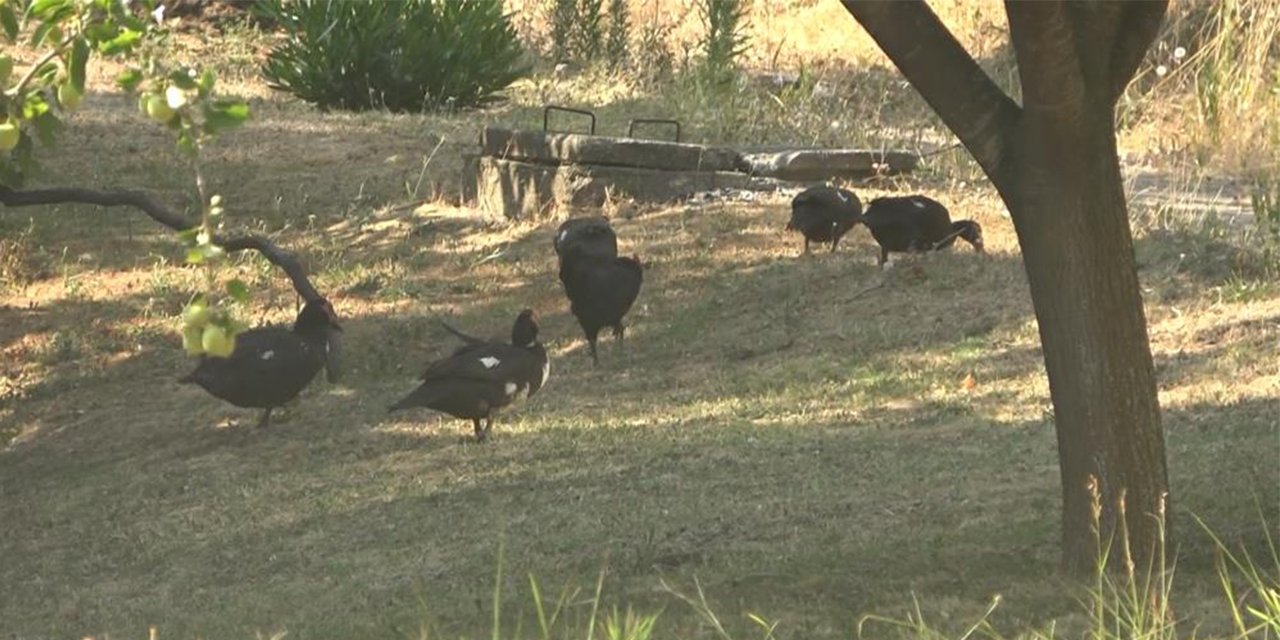 Belediyeden tepki çeken hayvan besleme yasağı