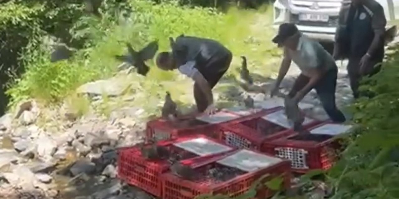 Keneyle mücadelede doğal yöntem