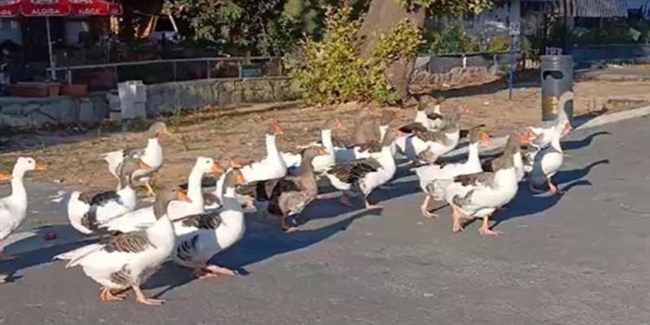 CİMER'e ihbar edilen kazlar hapis altında! 8'i öldü