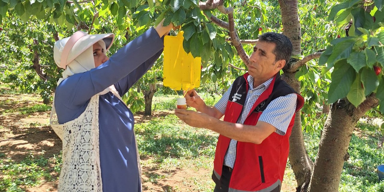 Konya’da bu yıl ateş pahasına yiyeceğimiz meyve için ekipler sahada