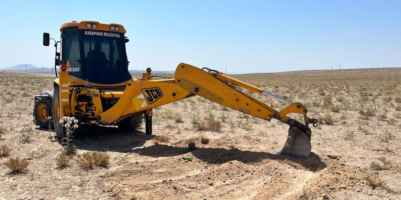 Konya’da ölü hayvan alarmı