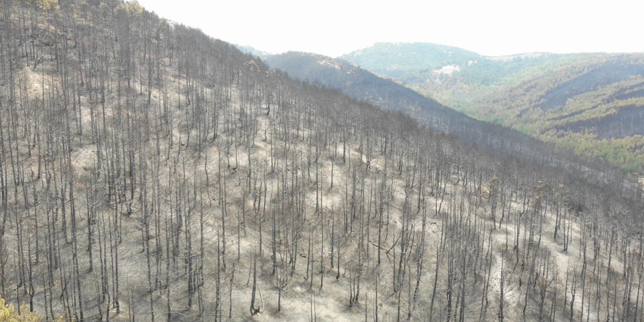 Konya’daki orman yangını sonrası yürek sızlatan manzara