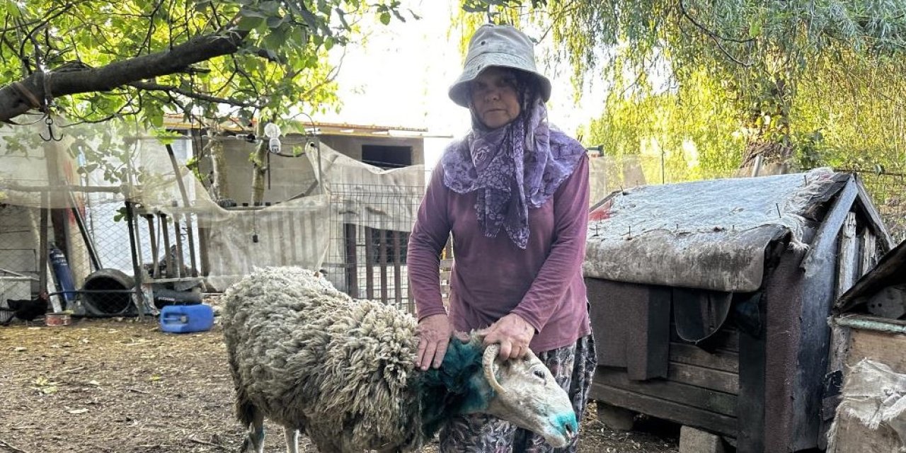 Sokak köpekleri koyunları parçaladı! 5 koyun telef oldu