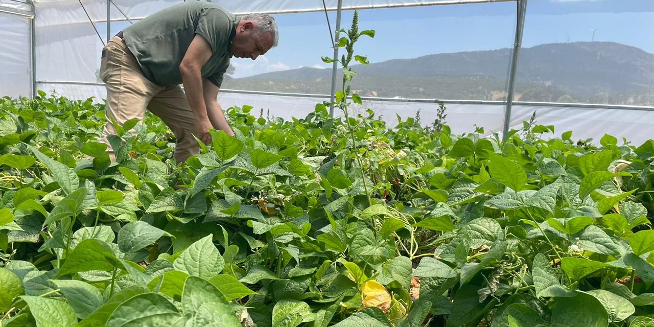 Konya'da tuzaklar kuruldu! Zararlılara sürpriz var