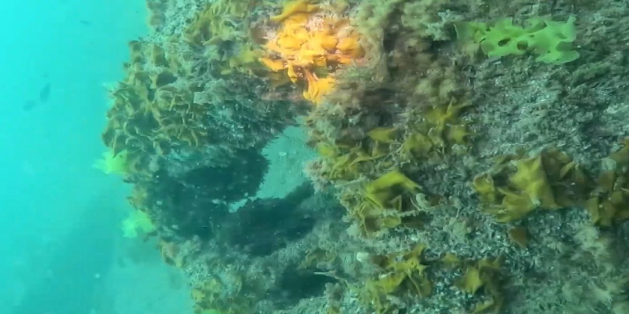 Denizde mayın paniği