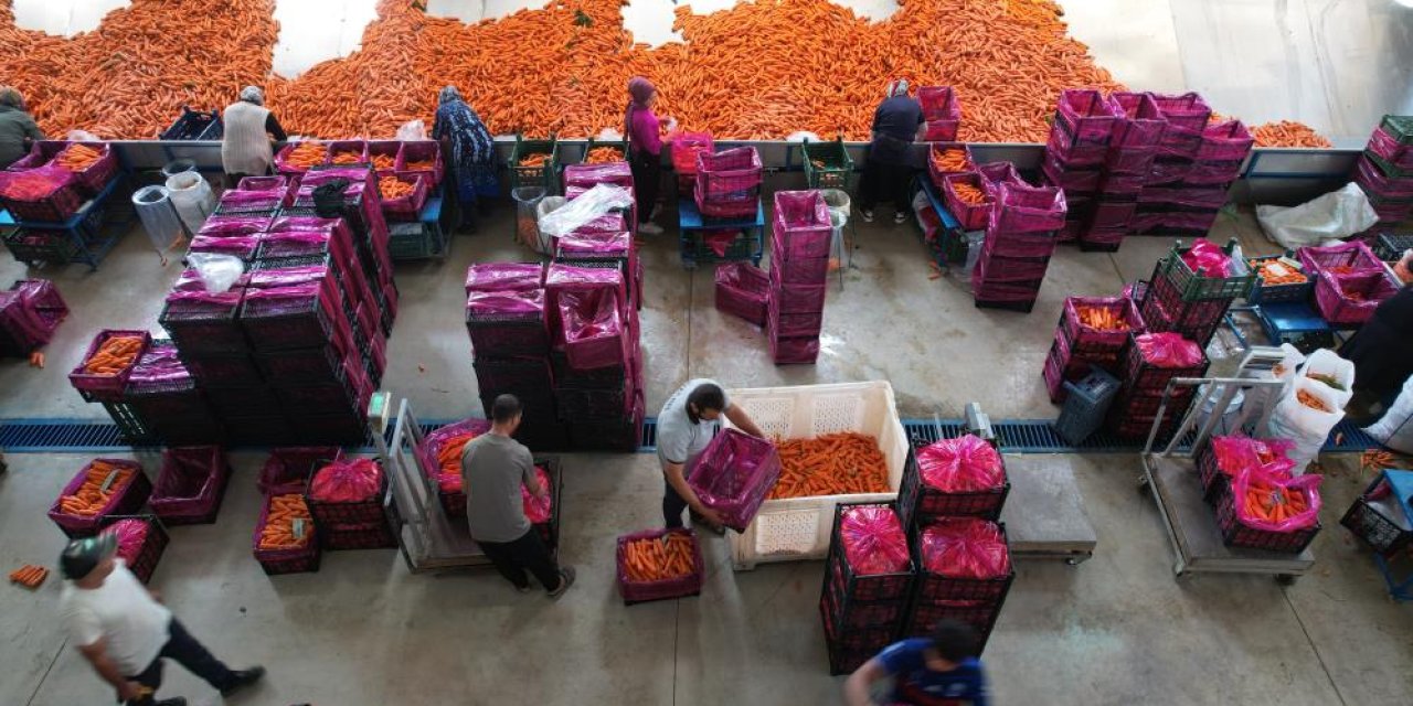 Konya’nın Türkiye’de iddialı olduğu üründe hasat zamanı