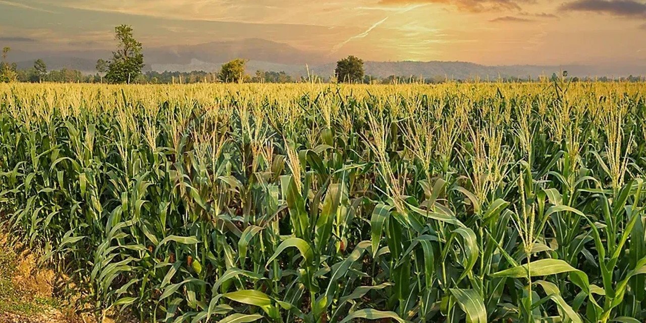 Konya’nın devasa tarlalarında baby corn zamanı