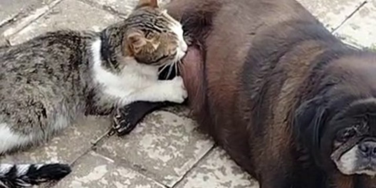 Sokakta bu görüntüyü görenler şaşkına döndü