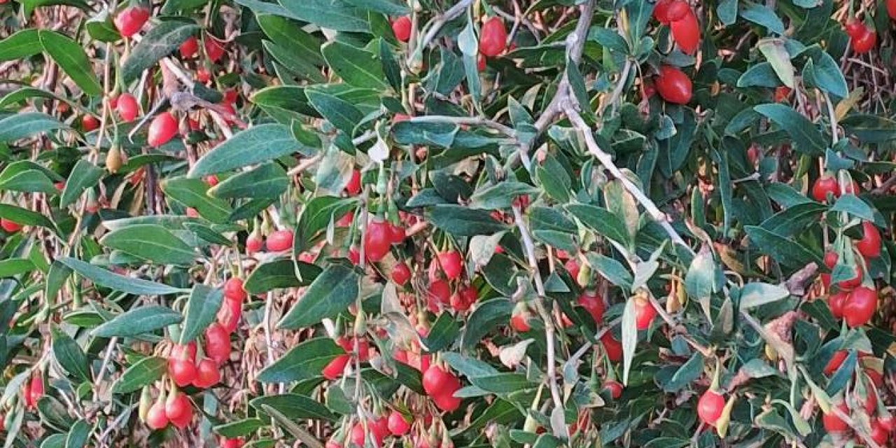 Yeni nesil şifa deposu artık Konya Alibeyhüyüğü toprağında