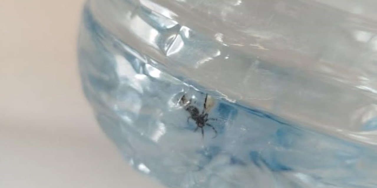 Konya'nın meşhur çeşmesinden böcek aktı