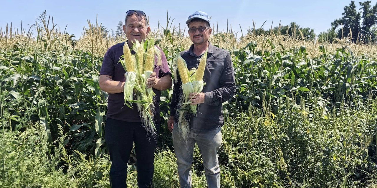 Konya’nın altın çağını yaşayan ürününde ilk hasat