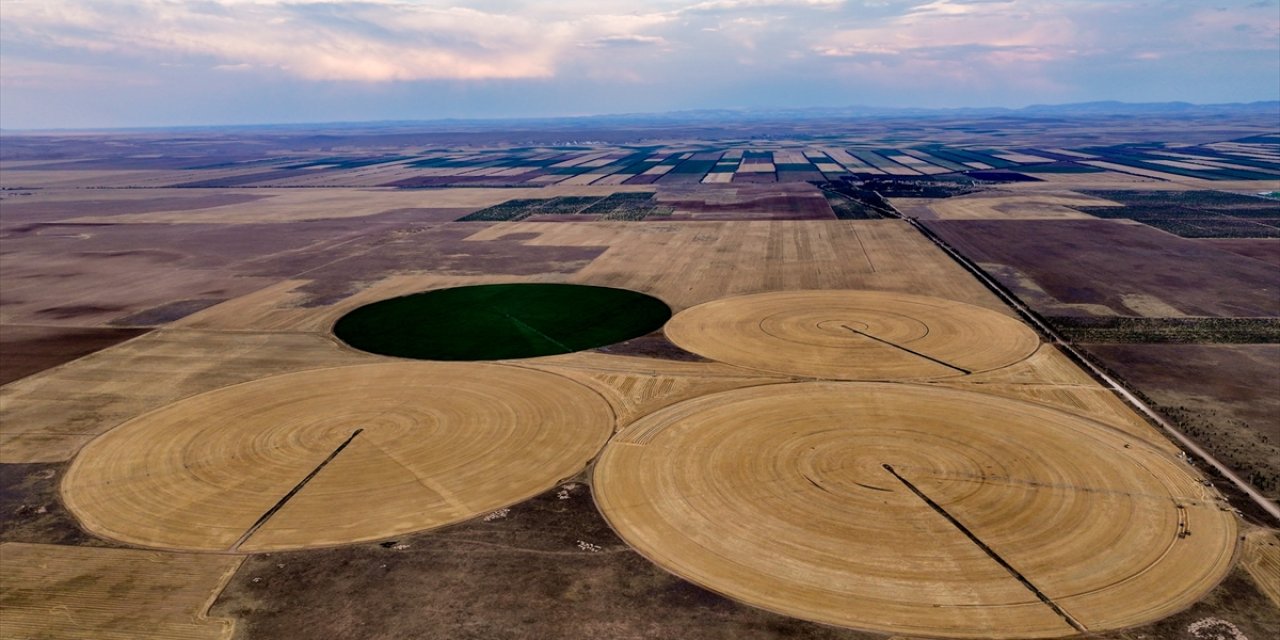 Konya’nın devasa tarlaları kuraklığa avantaj sağladı! Verim şaşırttı