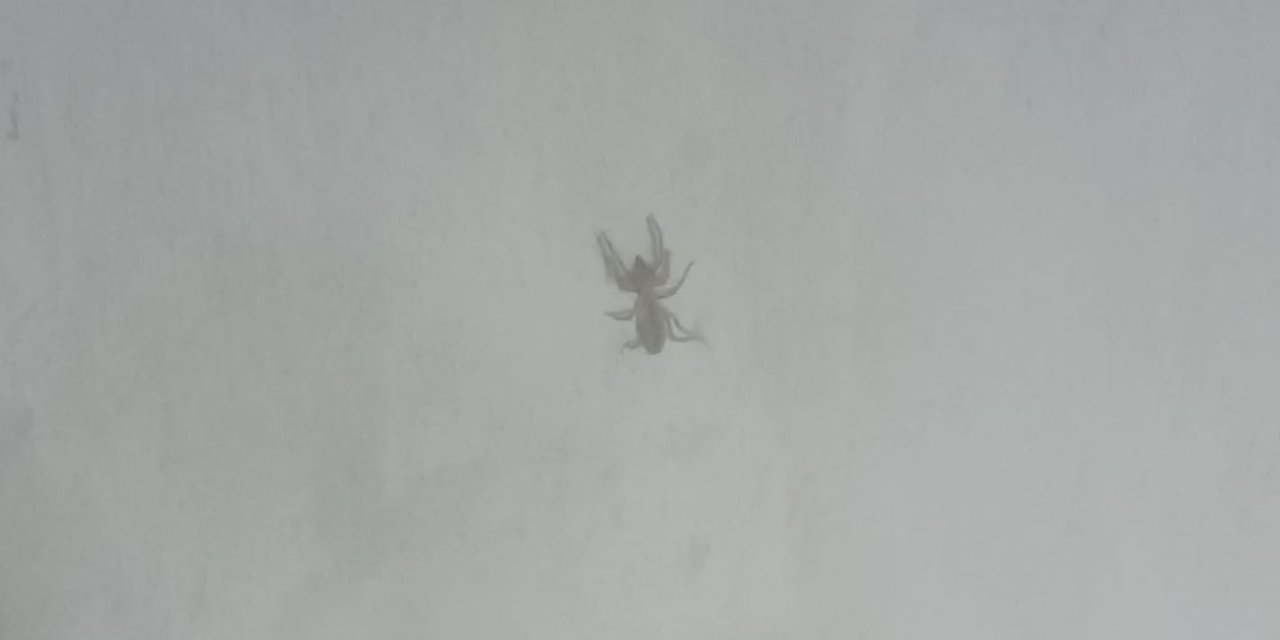 Konya’da yaz aylarının korkulu rüyası ortaya çıktı