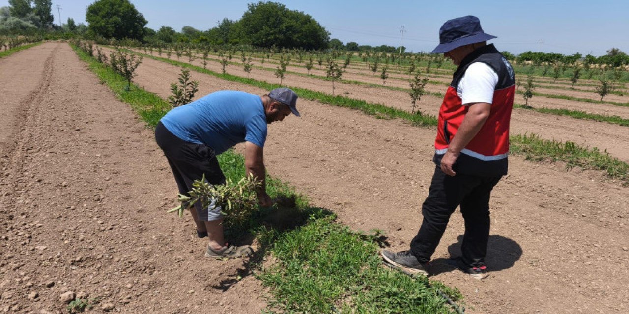 Konyalı çiftçilere anında zararlı alarmı