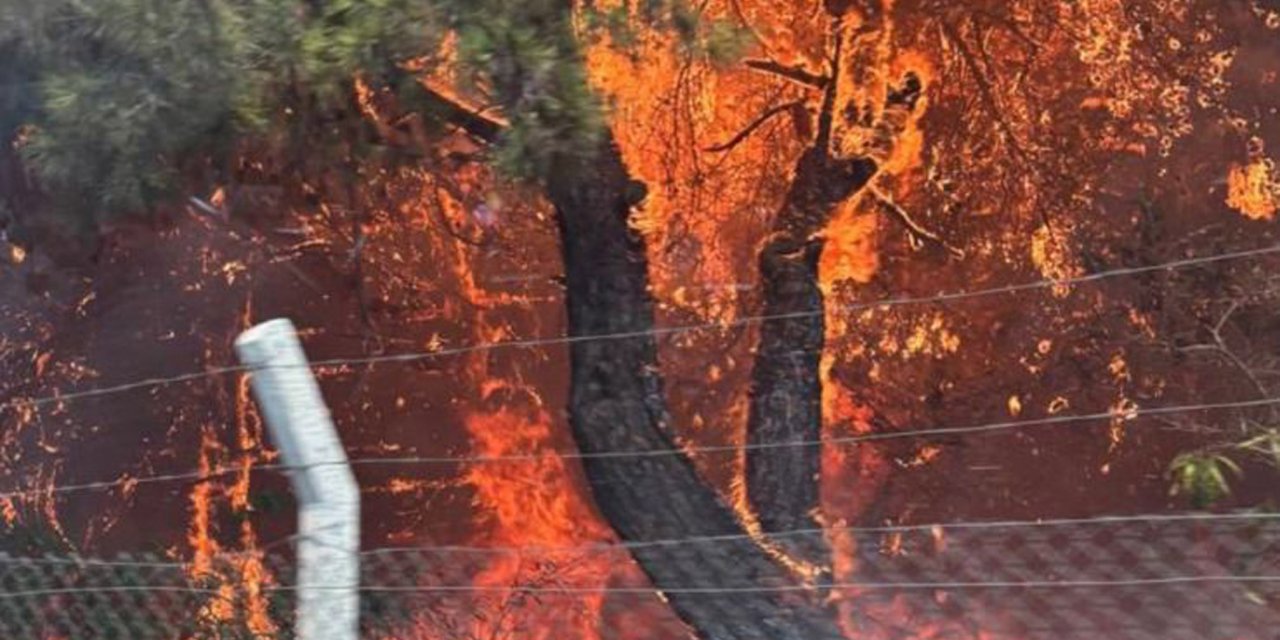 Külle kaplanan ormandaki küçük mucize köylüleri şaşkına çevirdi