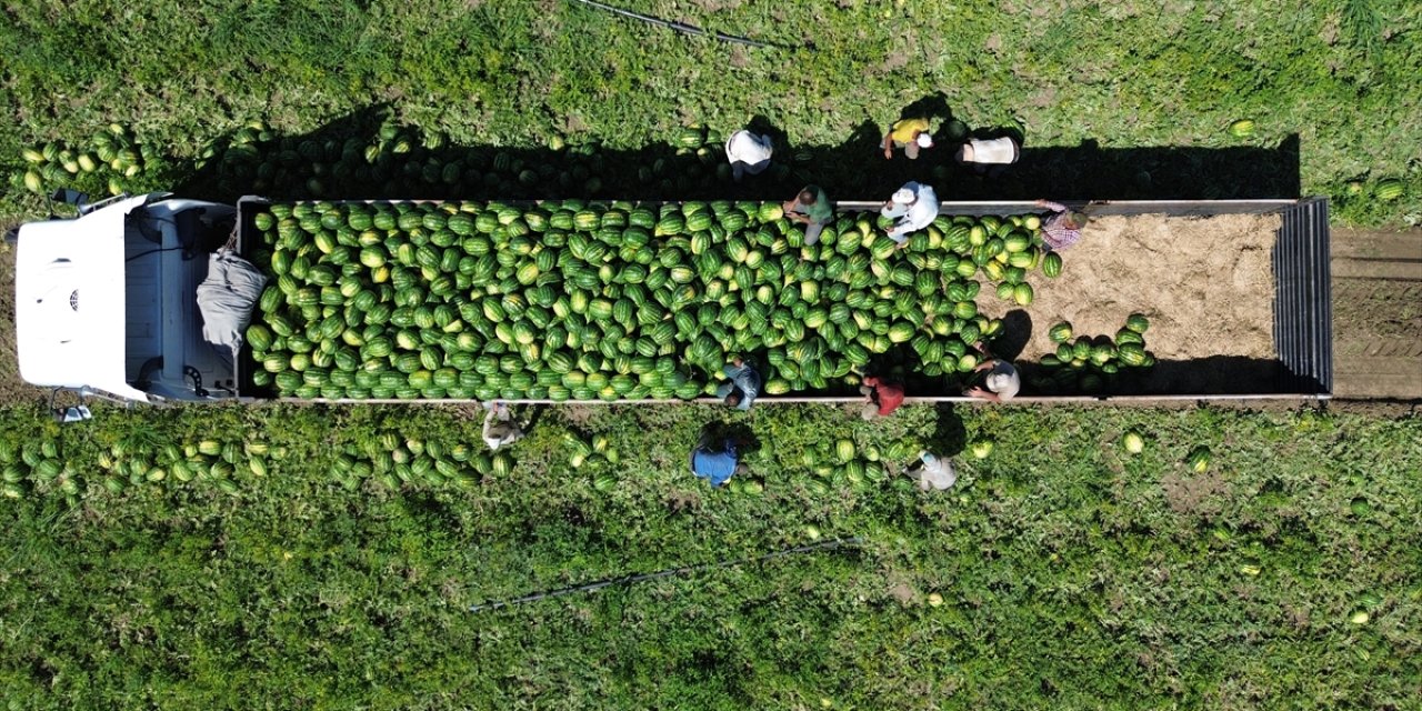 Karpuzda sezonun son durağı! Tarlada tanesi 2 TL