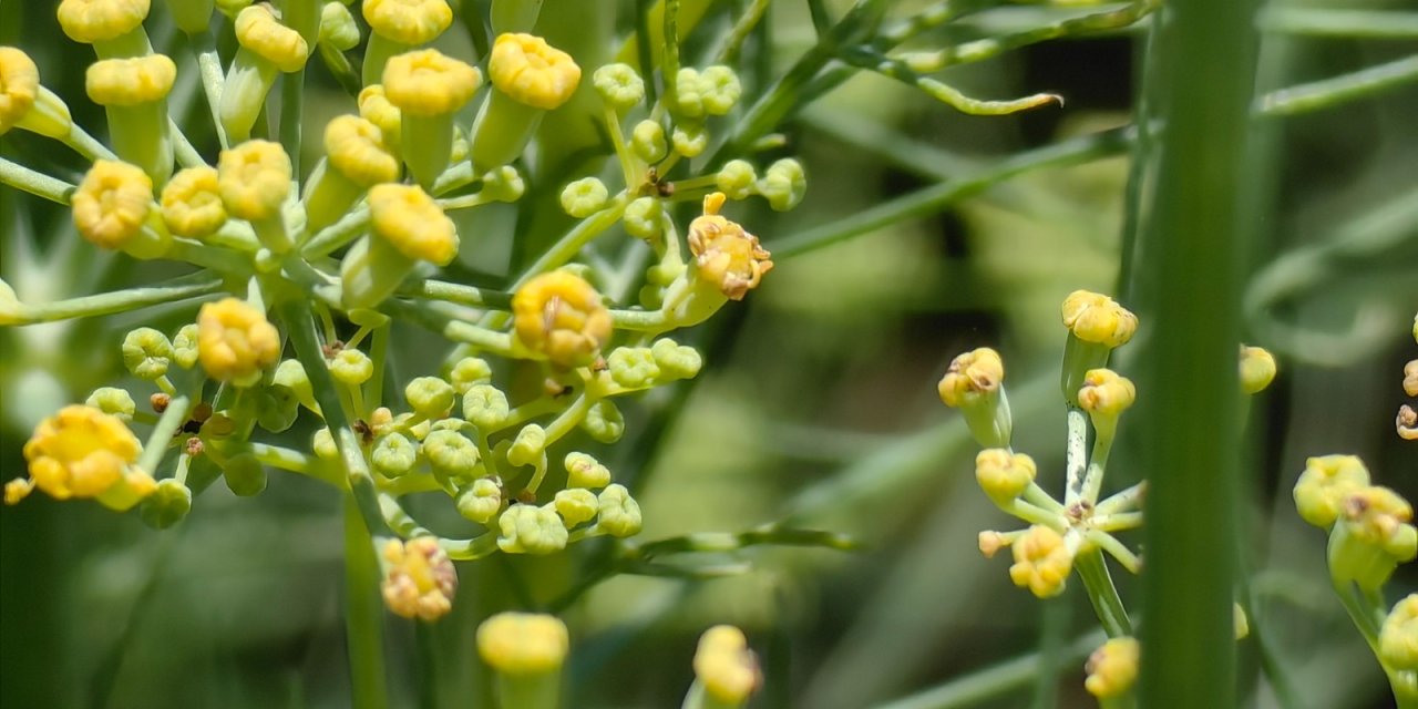 Konya’nın aromatik hazinesi büyüyor