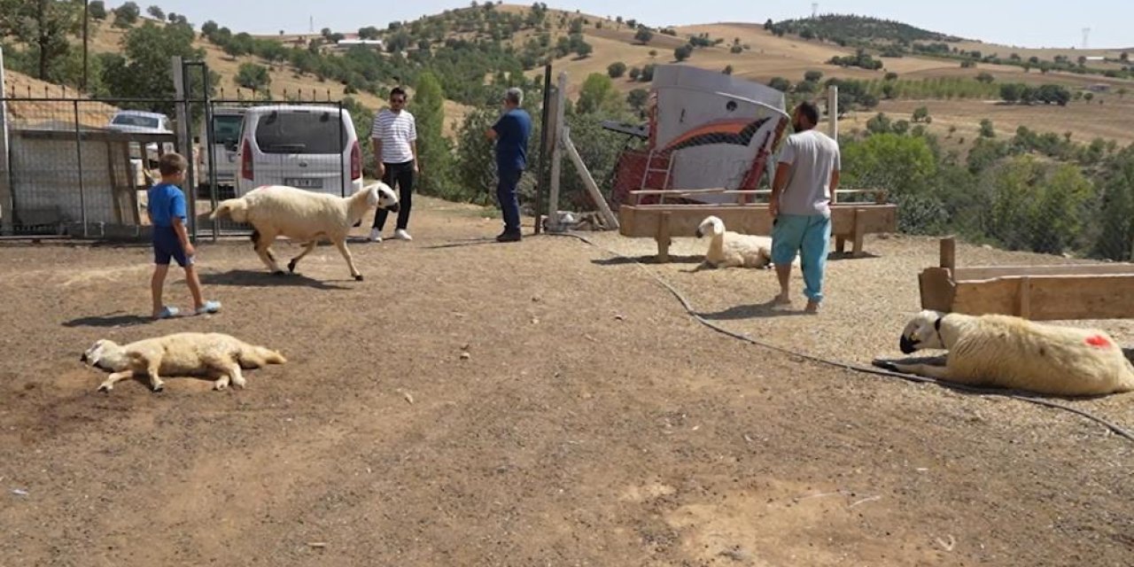 Telef olan 230 hayvana köpek bile ağladı