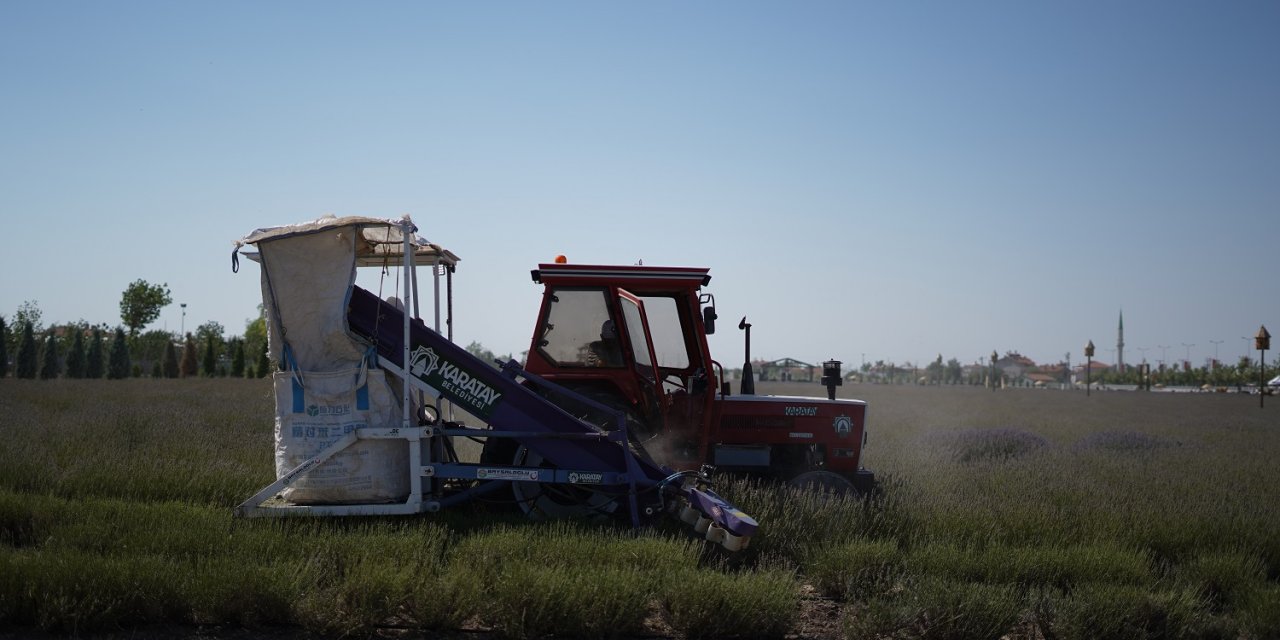 Mor büyünün hasadı başladı! Karatay'ın ekonomisi renklenecek