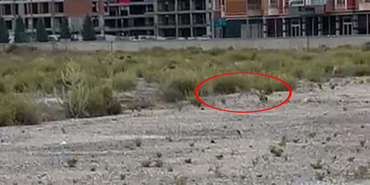 2 vahşi misafir, Konya şehir merkezine yuva kurdu