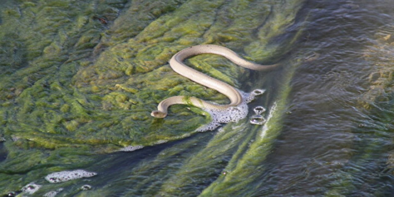 Konya'da kapıdan giren davetsiz misafir ekipleri harekete geçirdi