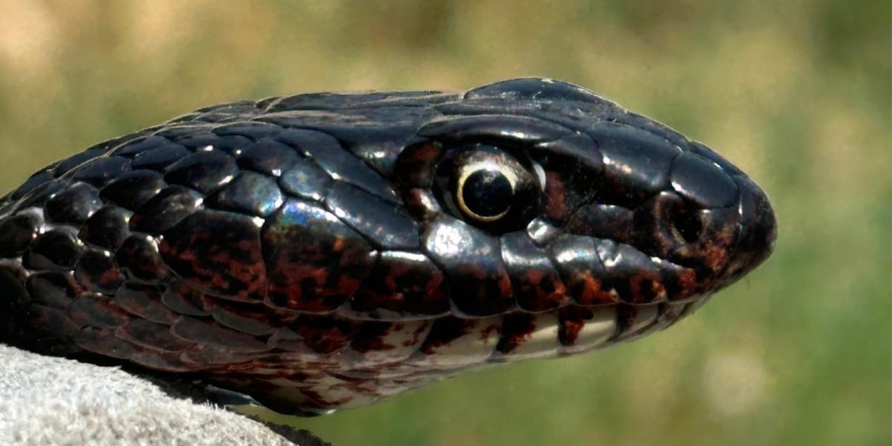 Tuvalette karayılan paniği