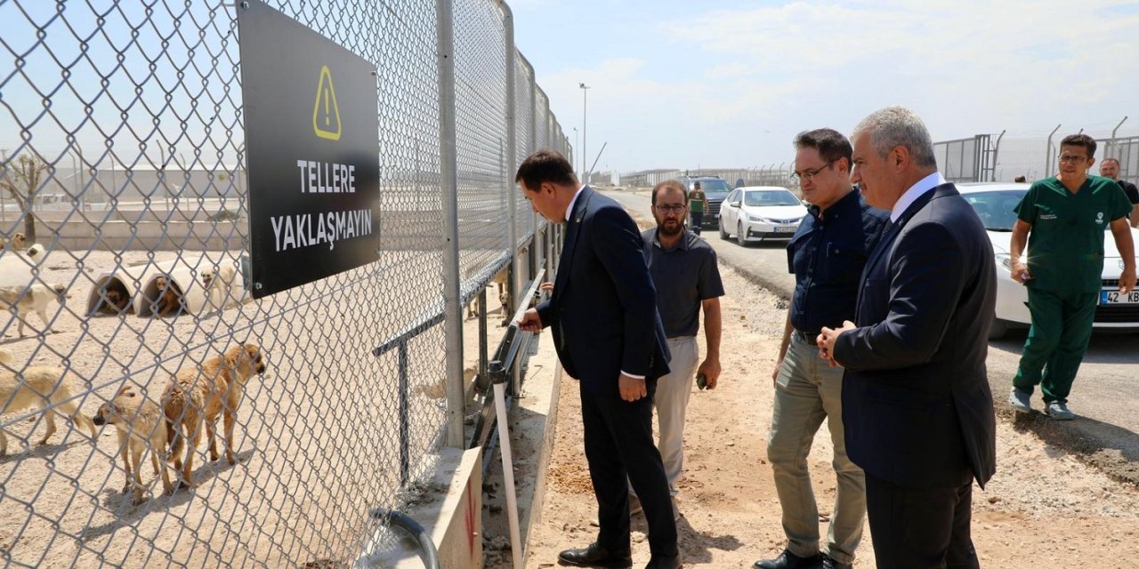 Karatay, sokak hayvanları için güvenli bir liman oldu