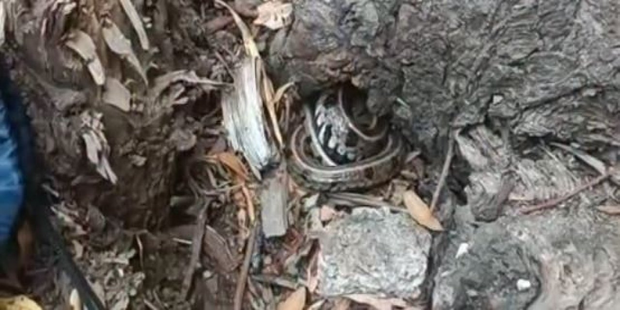 Konya’da piknikçilerin yılan paniği