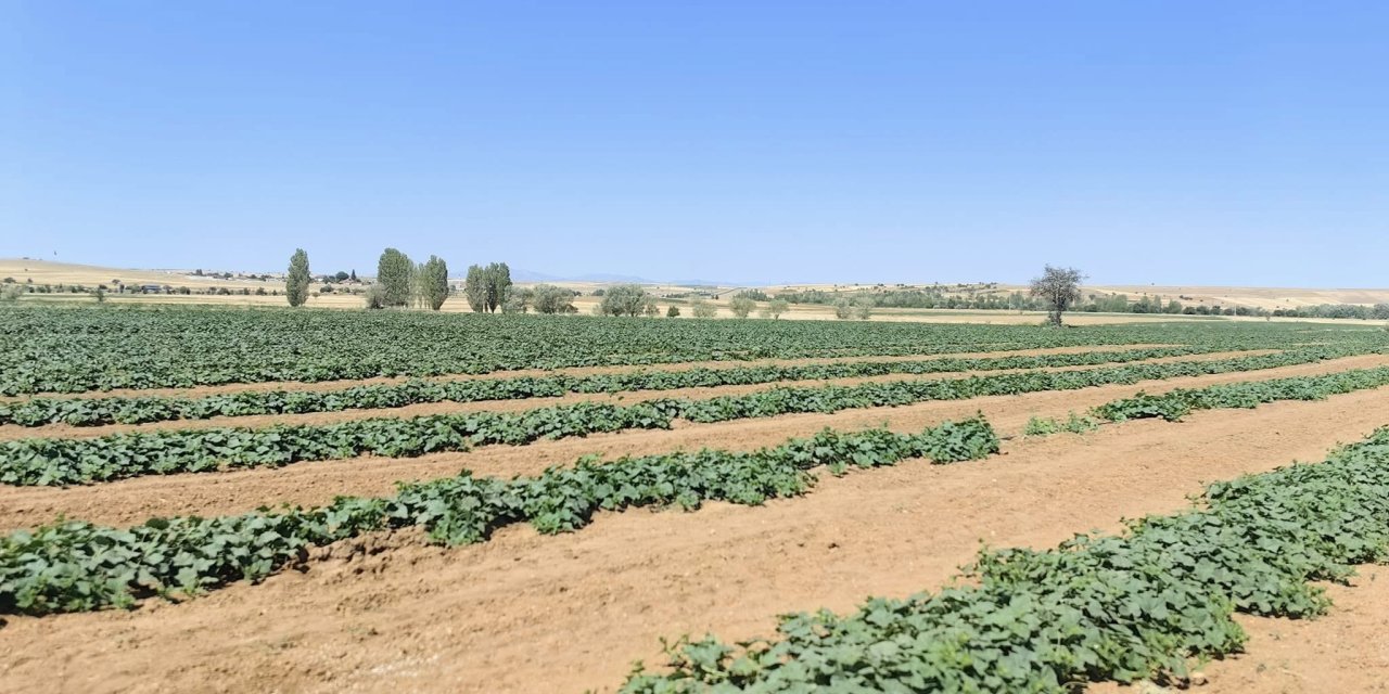 Konya çiftçisi geliri yüksek ürün peşinde