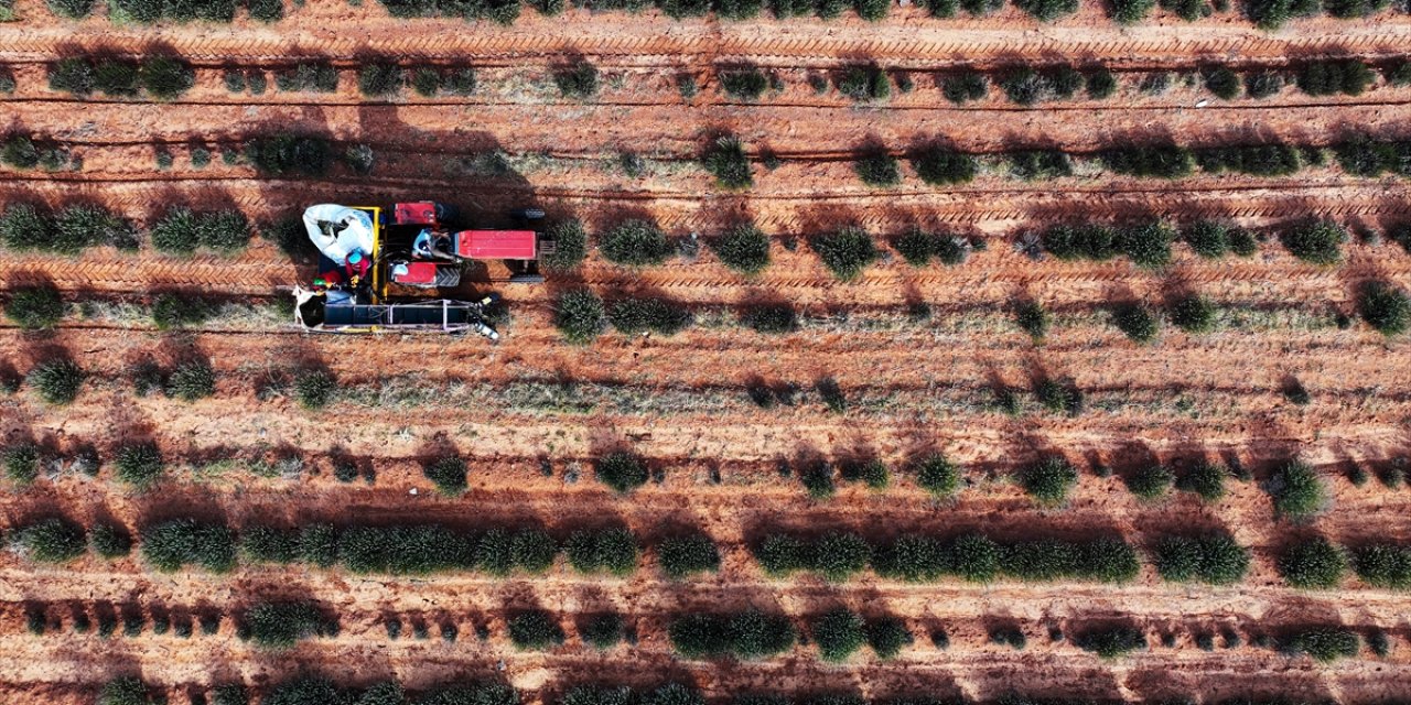 Umduğunu bulamayan Konya çiftçisi şimdi bu ürünle servet peşinde
