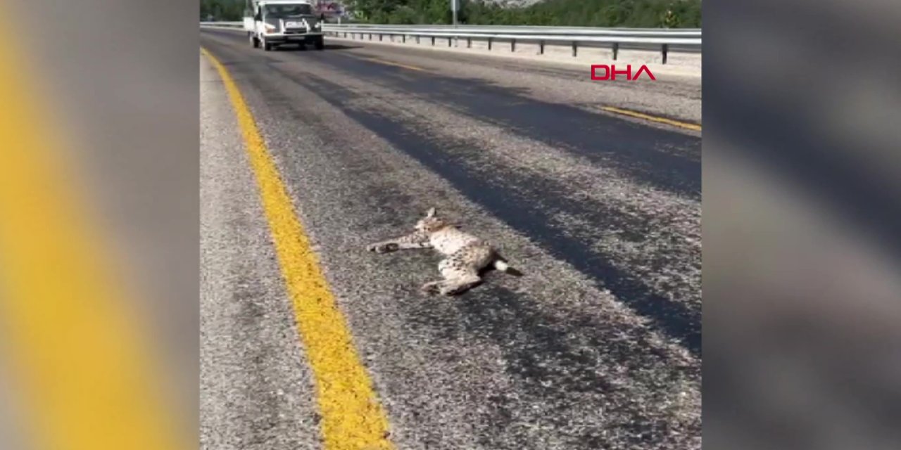 Nesli tehlike altındaydı, Konya yolunda telef oldu