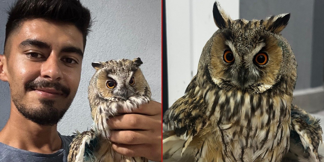 Konya’da tellere takılan baykuşa çiftçilerden yardım eli