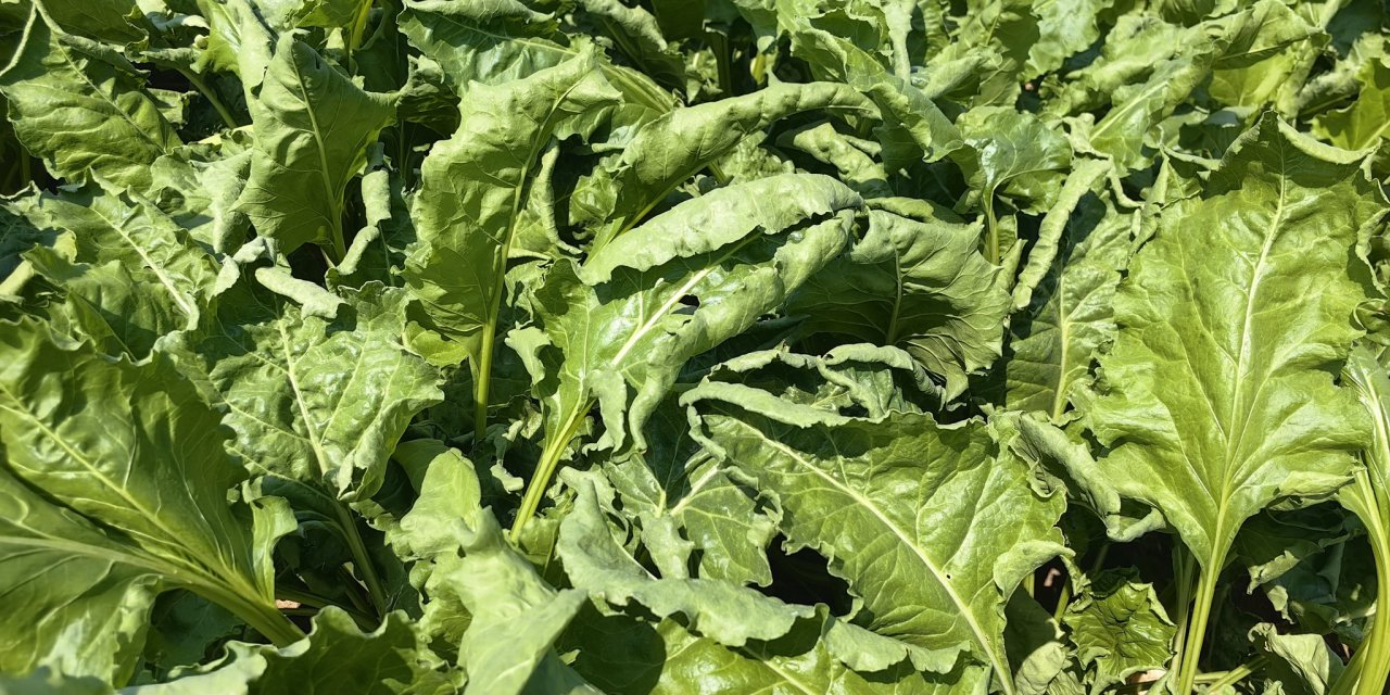 Konya’daki pancar çiftçisinin başı dertte