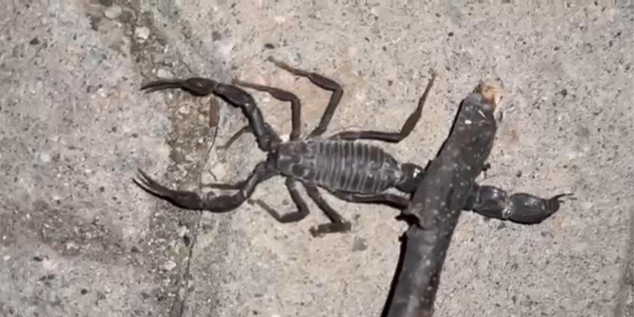 Zehirli akrepler köyü bastı, köylüler tedirgin