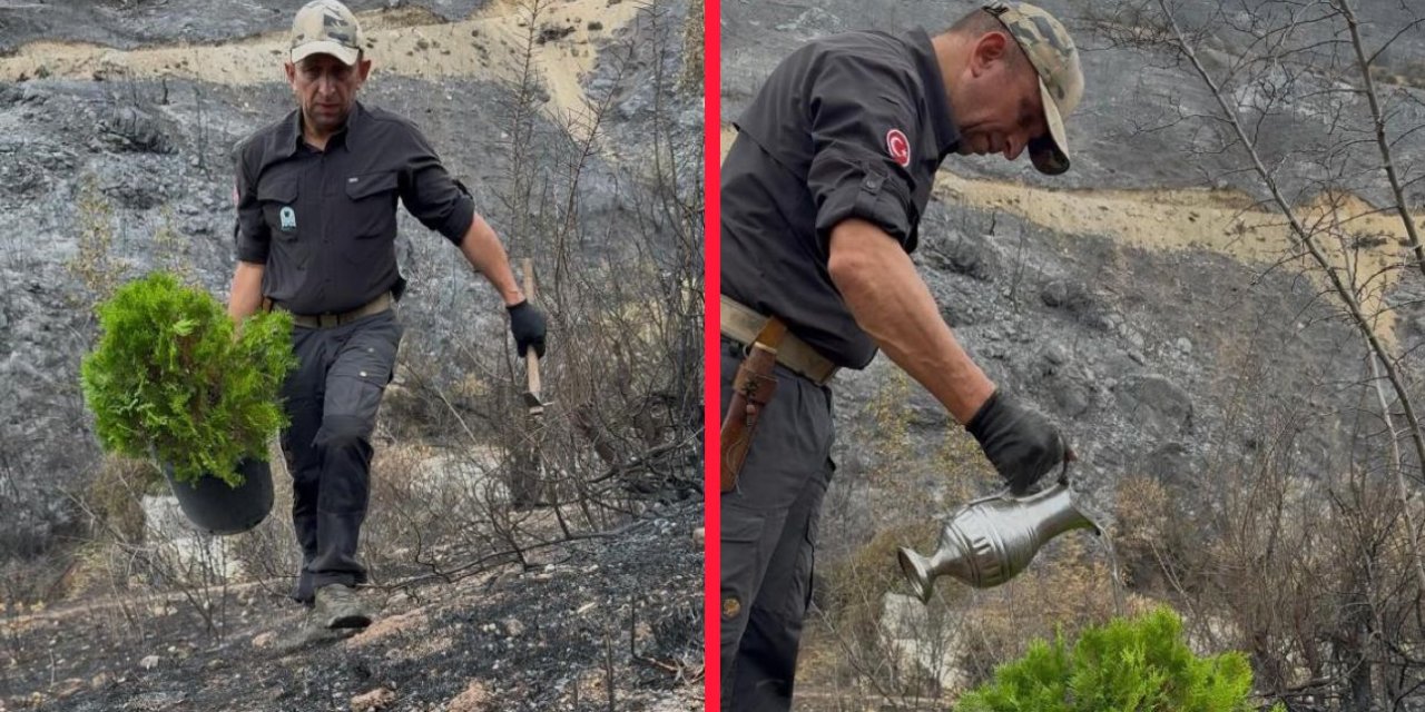 Alevlere teslim olan orman küllerinden yeniden doğdu