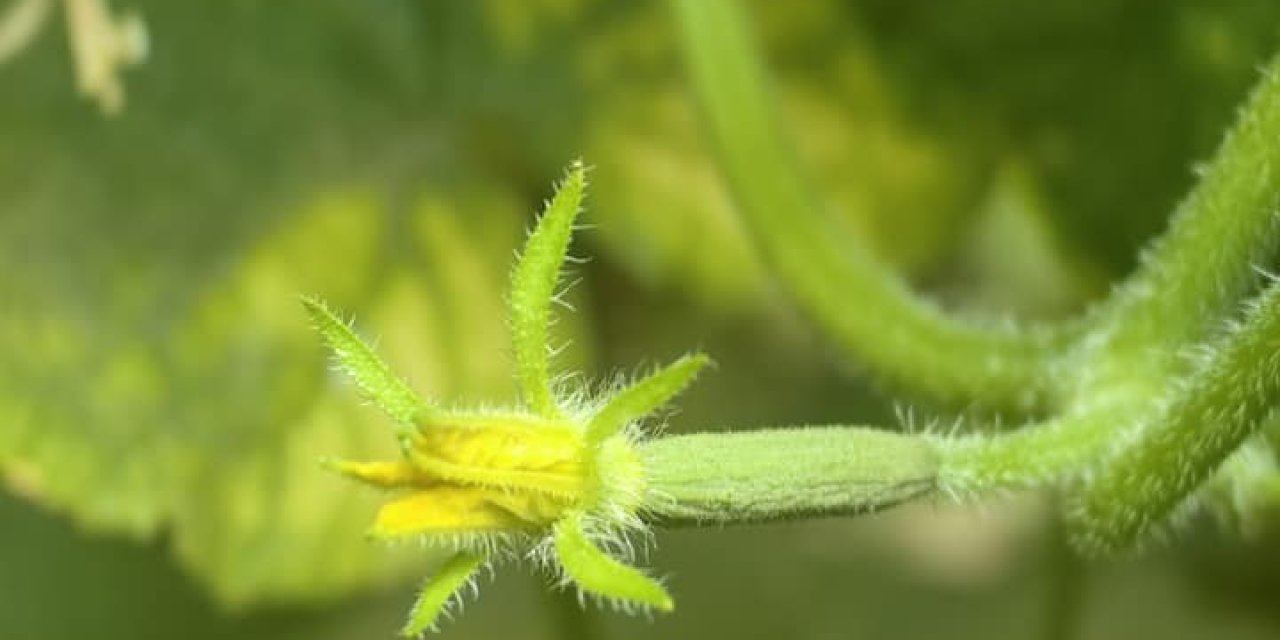 Konya’da kavurucu sıcağın faturası tarlada kesildi