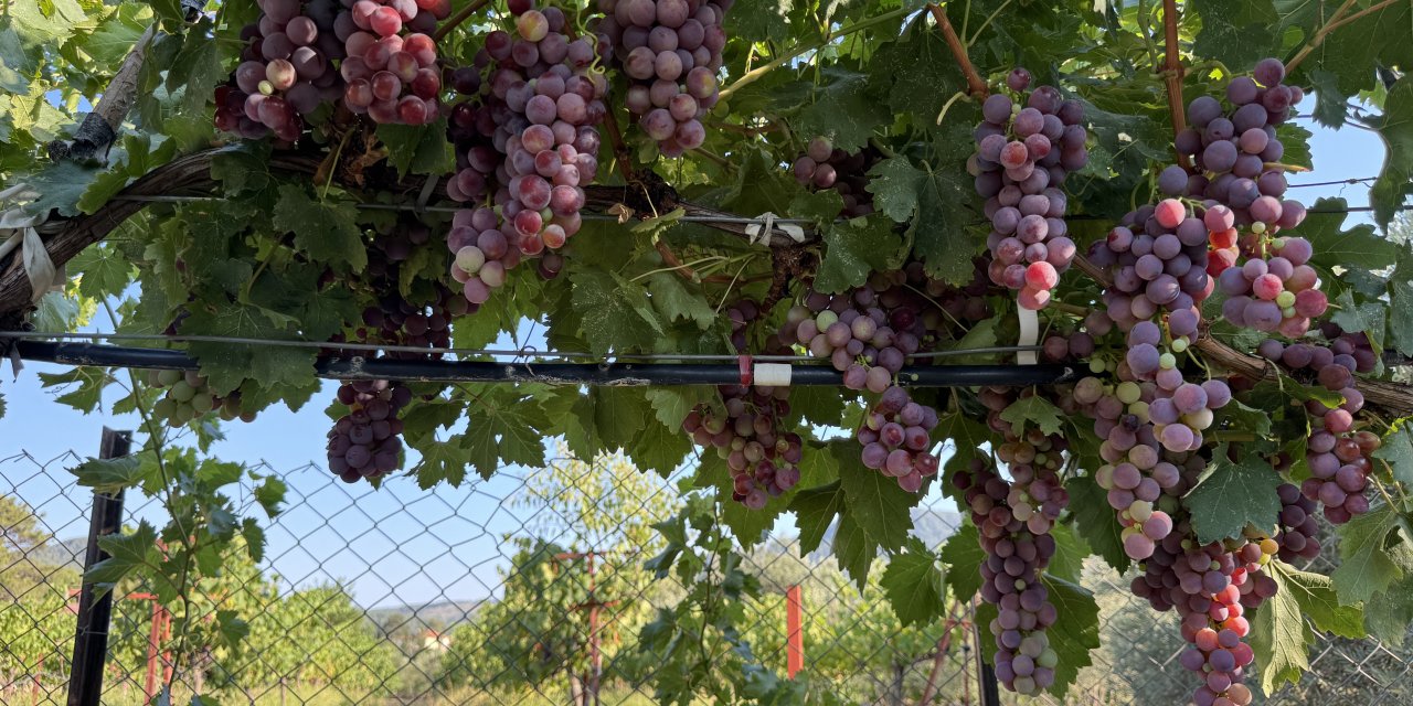 Salkımlar ağırlaştı, gözler Konya yolunda