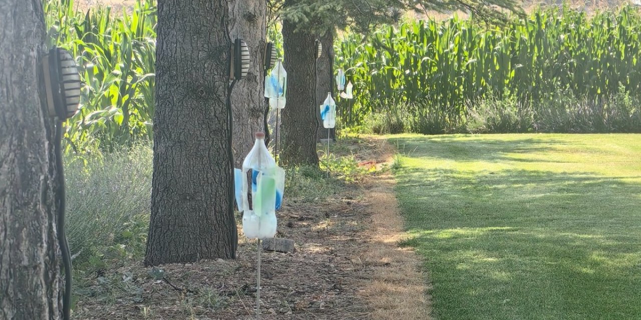 Konya’da yılanlar tarlaya indi, çiftçi pet şişeye sarıldı