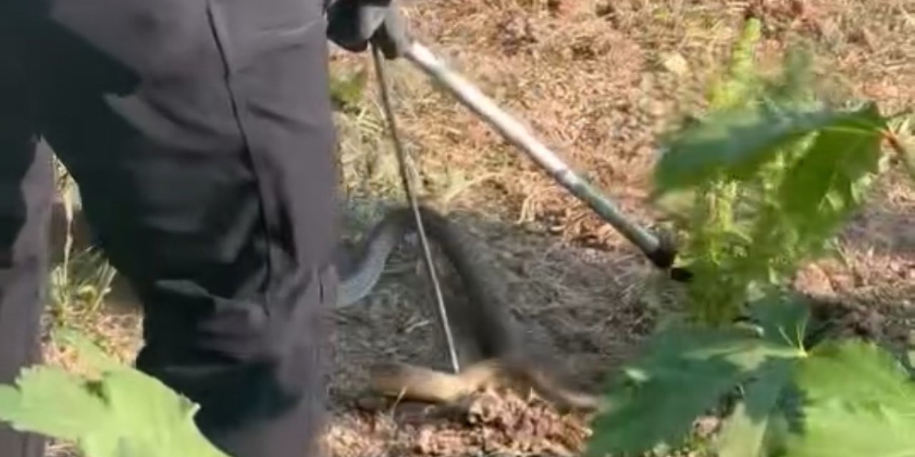 Evin bahçesinde 2 metrelik dehşet