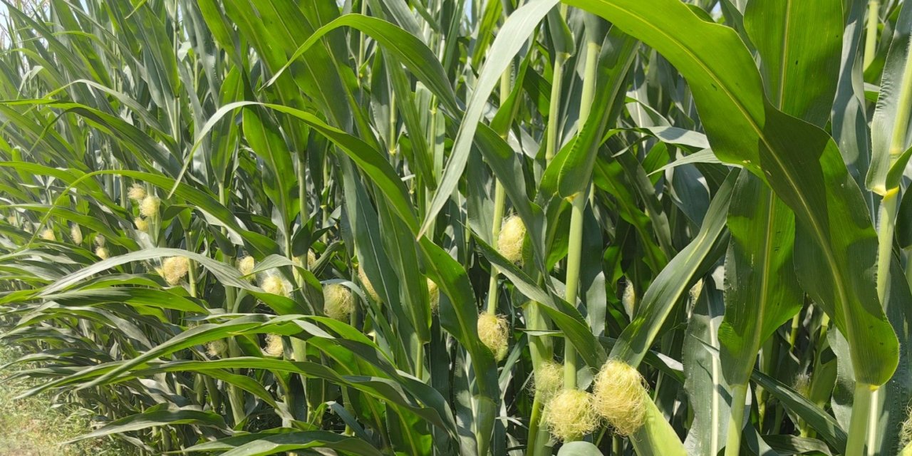 Konya’da mısır üreticisinin yükü bu yıl ağırlaştı