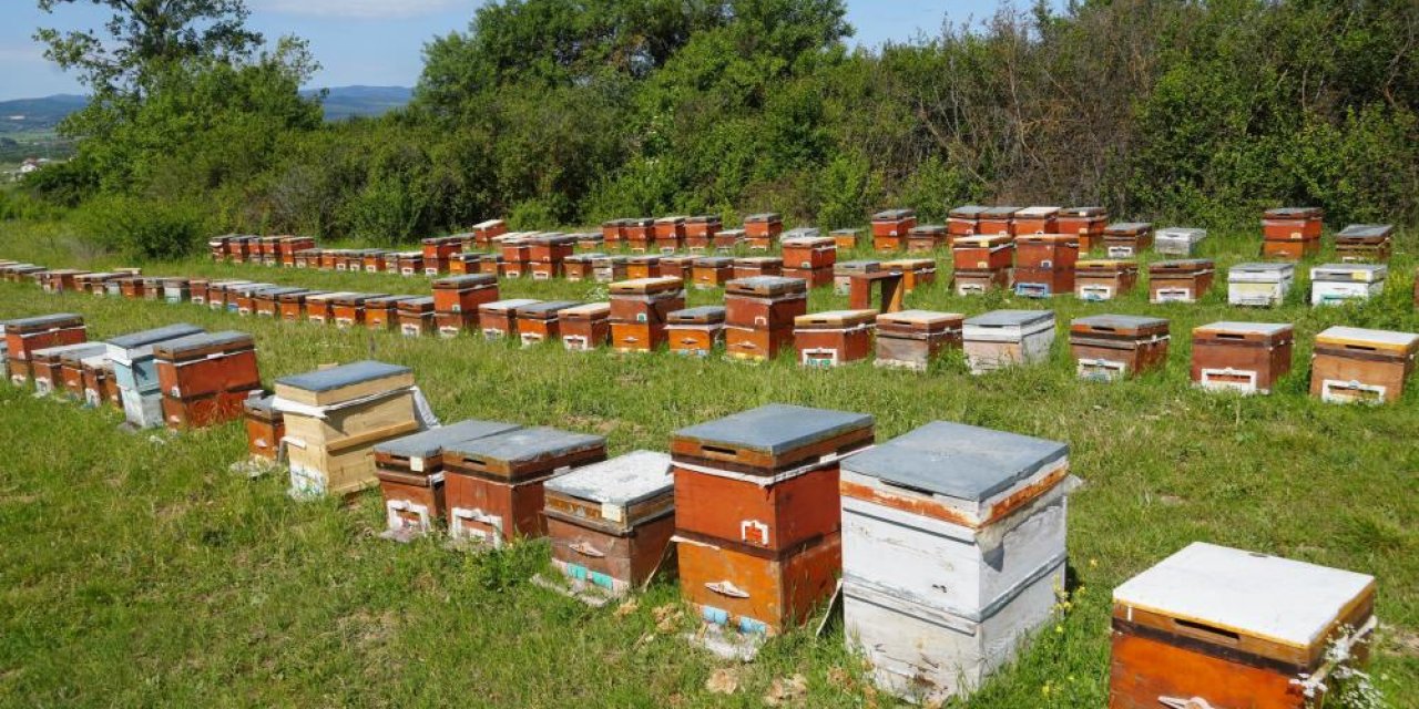 Kestane balı üreticileri isyan etti! Rekolte dörtte bire kadar düştü