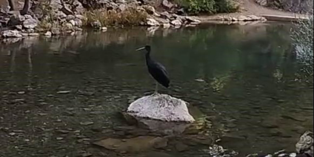 Nesilleri tükeniyor, görmek zorlaşıyor! Arayan Konya’da buluyor