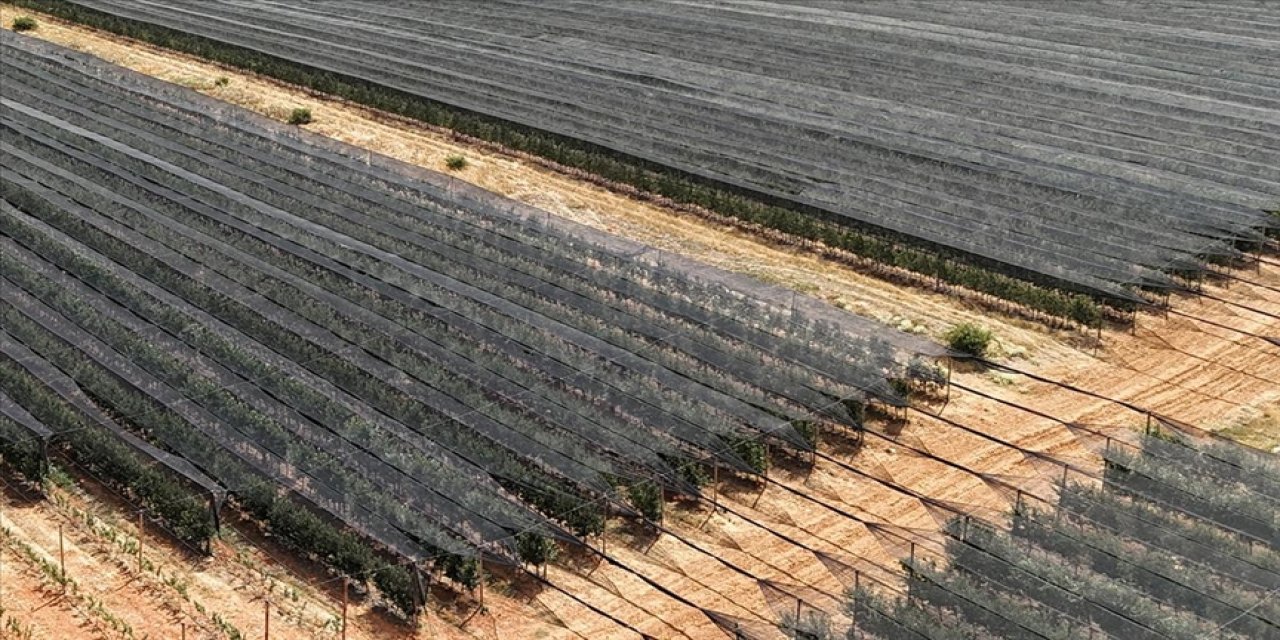 Meyve ağaçları için stres uyarısı