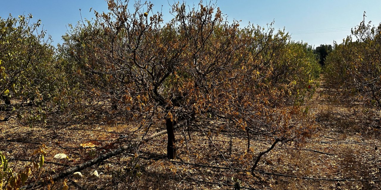 Çiftçinin bin dönümlük umudu kurudu