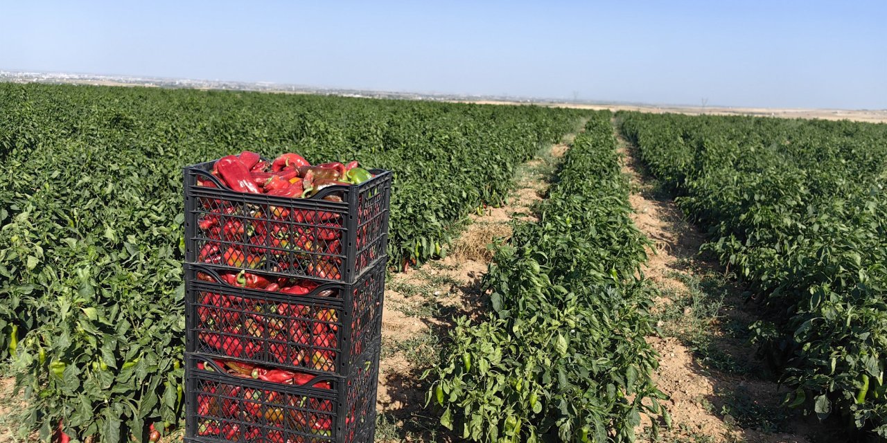 Konyalı çiftçinin umudu bu yıl zengin aromalı üründe